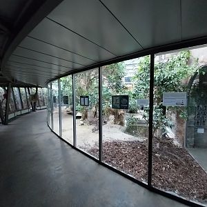 Pavilion of Cold-blooded Animals - Komodo Dragon (Varanus komodoensis)