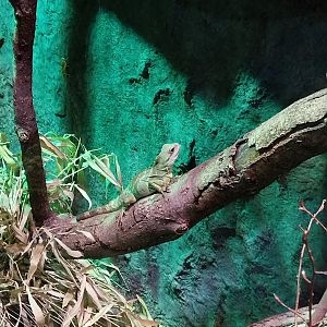 Pavilion of Cold-blooded Animals - Chinese Water Dragon (Physignathus cocincinus)