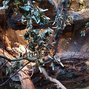 Pavilion of Cold-blooded Animals - Philippine Sailfin Lizard (Hydrosaurus pustulatus)