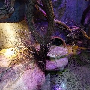 Pavilion of Cold-blooded Animals - Reticulated Python (Python reticulatus)