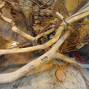 Pavilion of Cold-blooded Animals - Cuban Rock Iguana (Cyclura nubila) and Eastern Mud Turtle (Kinosternon subrubrum)