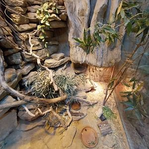 Pavilion of Cold-blooded Animals - Deserts