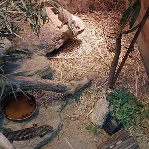 Pavilion of Cold-blooded Animals - Deserts - Rough-scaled Plated Lizard (Broadleysaurus major) and North-African Mastigure (Uromastyx acanthinura)