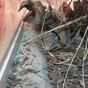 Pavilion of Cold-blooded Animals - Savanna Monitor (Varanus exanthematicus)