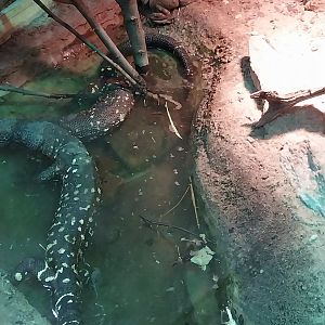 Pavilion of Cold-blooded Animals - Mexican Beaded Lizard (Heloderma horridum) and Sonoran Desert Toad (Incilius alvarius)