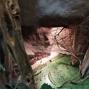 Pavilion of Cold-blooded Animals - Green Ananconda (Eunectes murinus)