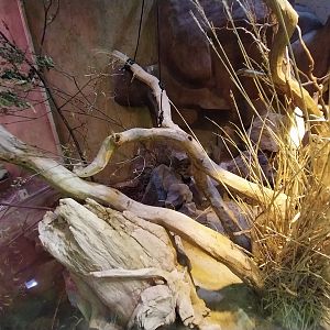 Pavilion of Cold-blooded Animals - Rhinoceros Iguana (Cyclura cornuta)