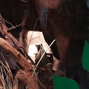 Pavilion of Cold-blooded Animals - Rhinoceros Iguana (Cyclura cornuta)
