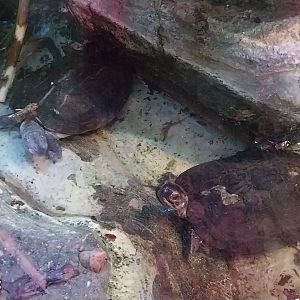 Pavilion of Cold-blooded Animals - Indian Black Turtle (Melanochelys trijuga) and Green Iguana (Iguana iguana)