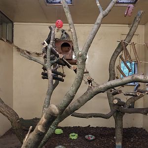 Lemur House - Ring-tailed Lemur (Lemur catta) and Red-bellied Lemur (Eulemur rubriventer)