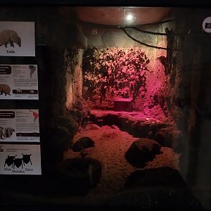 Monkey House - Pale Spear-nosed Bat (Phyllostomus discolor) and Southern Three-banded Armadillo (Tolypeutes matacus)