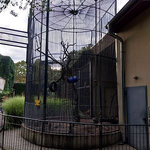 Monkey Hous e- Black-capped Capuchin (Sapajus apella)