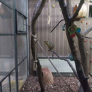 Monkey House - Northern Talapoin Monkey (Miopithecus ogouensis)