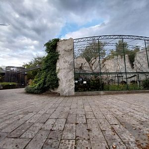 Monkey House - Black-capped Capuchin (Sapajus apella)
