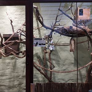 Former Pheasantry - Callithrichidae House  - Golden-handed Tamarin (Saguinis midas)