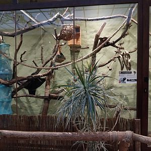 Former Pheasantry - Callithrichidae House - White Tufted-ear Marmoset (Callithrix jacchus)