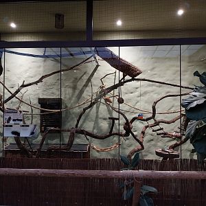 Former Pheasantry - Callithrichidae House - Golden-handed Tamarin (Saguinis midas)