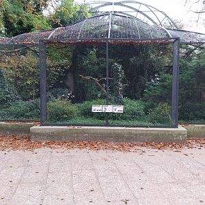 Birdhouse - Victoria Crowned-pigeon (Goura victoria)