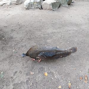 Birdhouse  - Main Aviary - Malaysian Great Argus (Argusianus argus argus)