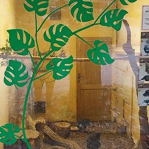 Birdhouse - Victoria Crowned-pigeon (Goura victoria)