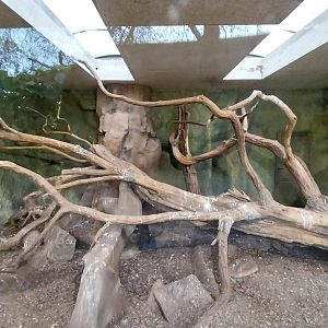 Birdhouse  - Main Aviary - Trumpeter Hornbill (Bycanistes bucinator)