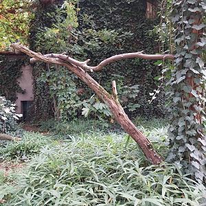 Birdhouse - Victoria Crowned-pigeon (Goura victoria)