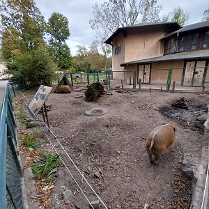 Sloniarnia (Former Pachyderm building) - Red River Hog (Potamochoerus porcus)