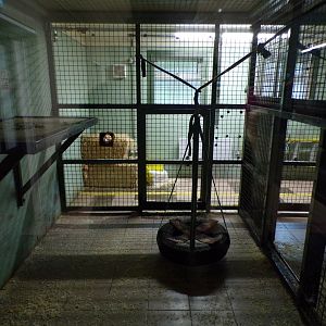 Bonobo holding cage 7.7.24