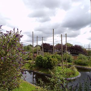 One of the Gibbon forest islands 7.7.24