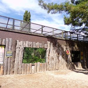 Amur leopard enclosure 7.7.24