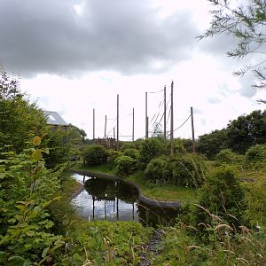 Northern white-cheeked gibbon island 7.7.24