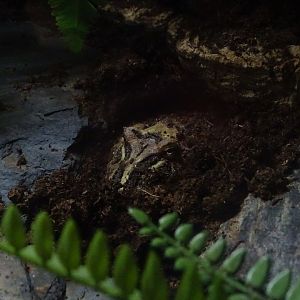 Cranwell's horned frog (Ceratophrys cranwelli)