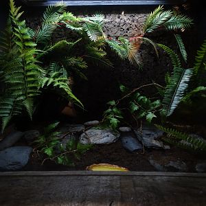 Cranwell's horned frog terrarium