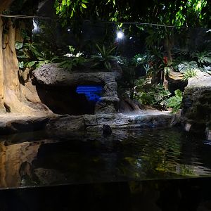 Cuvier's dwarf caiman (Paleosuchus palpebrosus) exhibit
