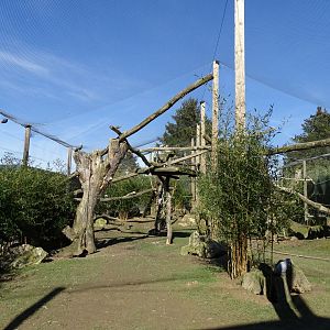 Grey parrot (Psittacus erithacus) aviary