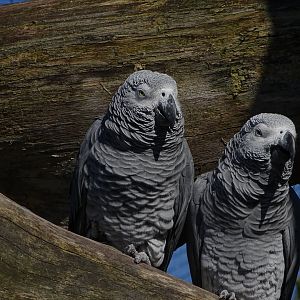 Grey parrots (Psittacus erithacus)
