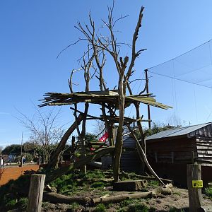 South American coati (Nasua nasua) exhibit