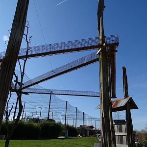 Part of the coatis' overhead path