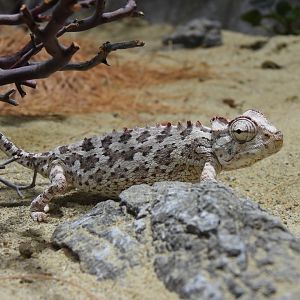 Namaqua chameleon