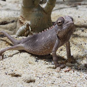 Namaqua chameleon