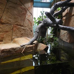 Northern caiman lizard & Mata mata