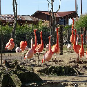American flamingos (Phoenicopterus ruber) and Chilean flamingos (Phoenicopterus chilensis)