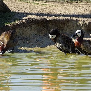 White-faced whistling duck (Dendrocygna viduata)
