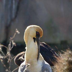 Black-faced ibis (Theristicus melanopis)