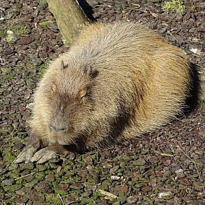 Capybara (Hydrochoerus hydrochaeris)