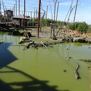Capybaras and flamingos pond