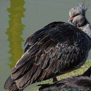 Southern screamer (Chauna torquata)