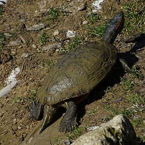 Red-eared slider (Trachemys scripta elegans)