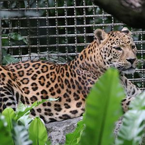North Chinese Leopard (Panthera pardus japonensis)