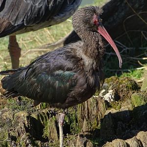 Puna ibis (Plegadis ridgwayi)
